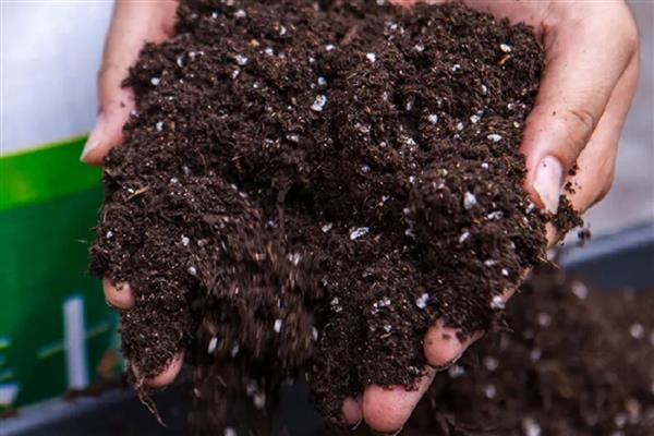 怎么养美丽日中花，要选择透气性强的花盆