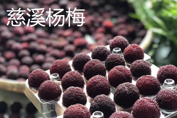 浙江省慈溪市的特产，慈溪丝瓜出口海外