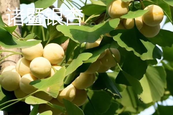 浙江省慈溪市的特产，慈溪丝瓜出口海外