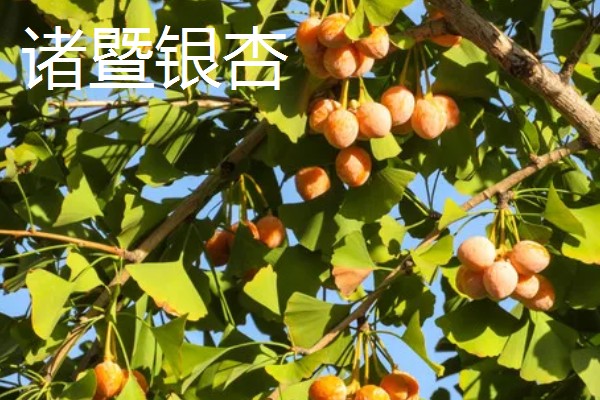 浙江省慈溪市的特产，慈溪丝瓜出口海外