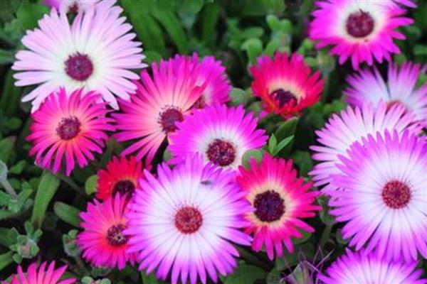 怎么养美丽日中花，要选择透气性强的花盆