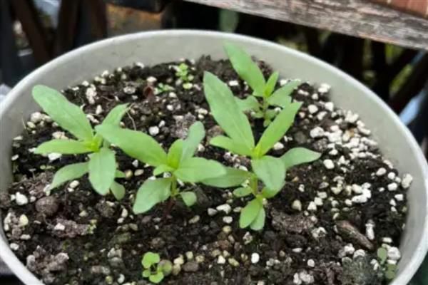 怎么养美丽日中花，要选择透气性强的花盆