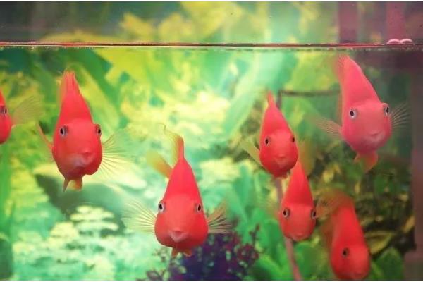 鸿运当头鱼的养殖方法，要经常换水