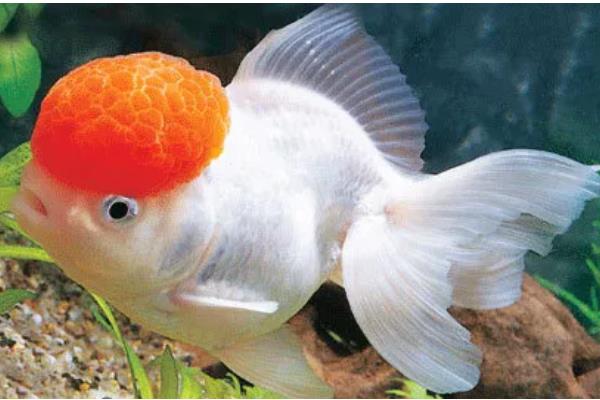 鸿运当头鱼的养殖方法，要经常换水