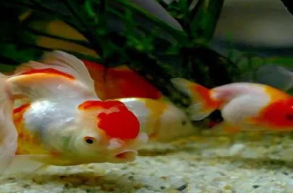 鸿运当头鱼的养殖方法，要经常换水