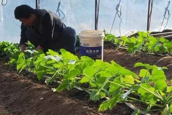 雨季怎么进行蔬菜生产，雨停后要及时清沟排水