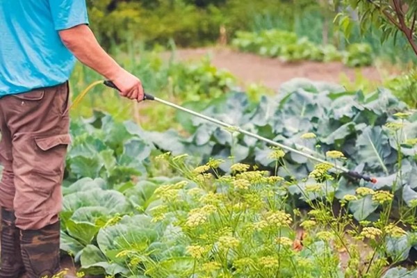 雨季怎么进行蔬菜生产，雨停后要及时清沟排水