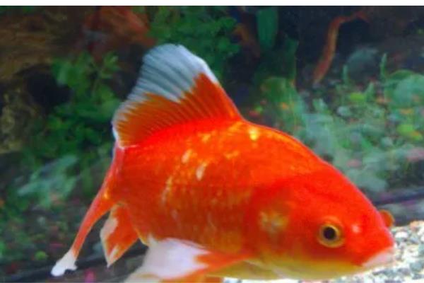 鸿运当头鱼的养殖方法，要经常换水