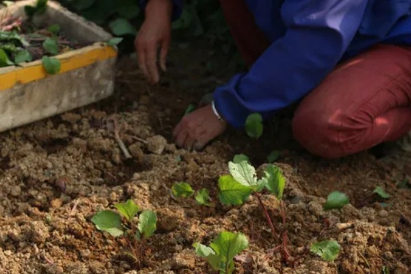 雨季怎么进行蔬菜生产，雨停后要及时清沟排水
