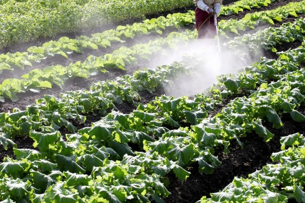 雨季怎么进行蔬菜生产，雨停后要及时清沟排水