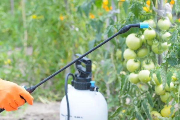 雨季怎么进行蔬菜生产，雨停后要及时清沟排水