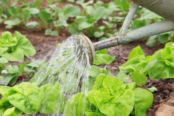 雨季怎么进行蔬菜生产，雨停后要及时清沟排水