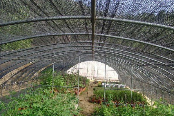 雨季怎么进行蔬菜生产，雨停后要及时清沟排水