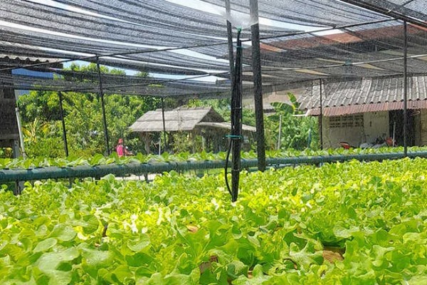 雨季怎么进行蔬菜生产，雨停后要及时清沟排水