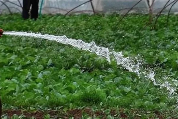 雨季怎么进行蔬菜生产，雨停后要及时清沟排水