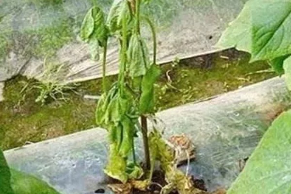 雨季怎么进行蔬菜生产，雨停后要及时清沟排水