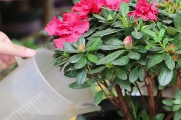 杜鹃花怎么修剪花苞才可以变多，花后要进行修剪