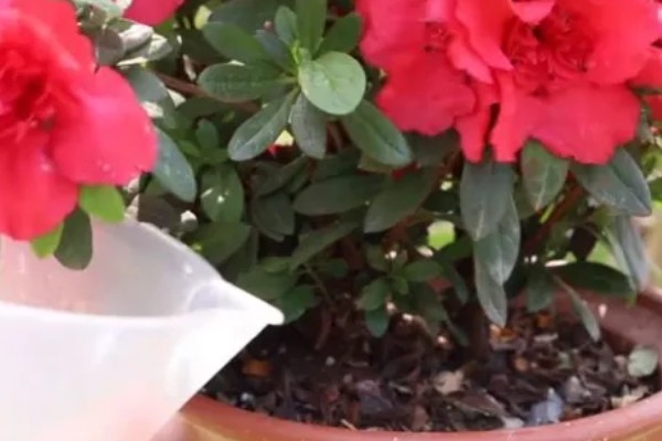 杜鹃花怎么修剪花苞才可以变多，花后要进行修剪