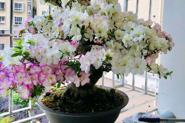 杜鹃花怎么修剪花苞才可以变多，花后要进行修剪