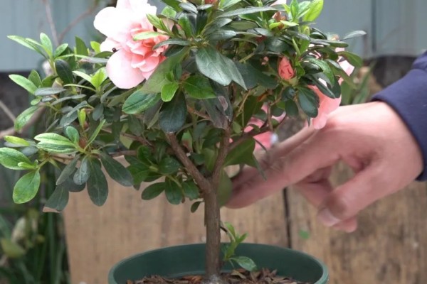 杜鹃花怎么修剪花苞才可以变多，花后要进行修剪