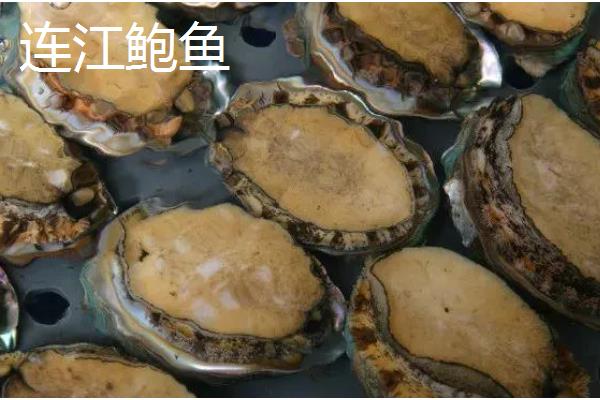 我国知名的鲍鱼产地，东山鲍鱼、连江鲍鱼、大连鲍鱼都有很高的知名度