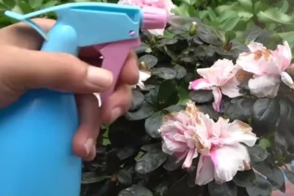 杜鹃花怎么修剪花苞才可以变多，花后要进行修剪