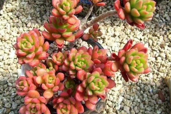 塔洛克多肉怎么养成老桩，首先要从控制水源开始