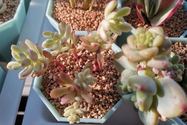 塔洛克多肉怎么养成老桩，首先要从控制水源开始