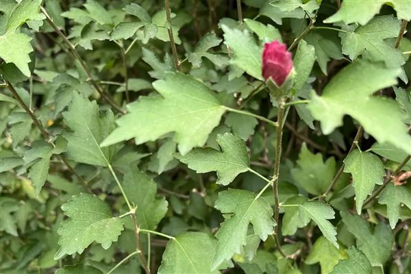 木槿花花骨朵发黄的原因，可能是光照不足所致