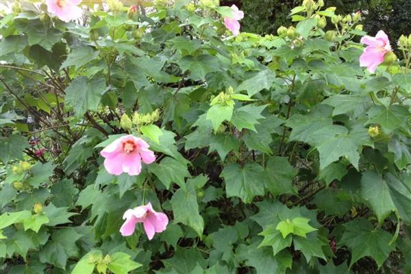 木槿花花骨朵发黄的原因，可能是光照不足所致