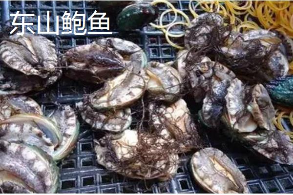 我国知名的鲍鱼产地，东山鲍鱼、连江鲍鱼、大连鲍鱼都有很高的知名度