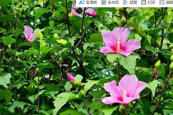 木槿花花骨朵发黄的原因，可能是光照不足所致