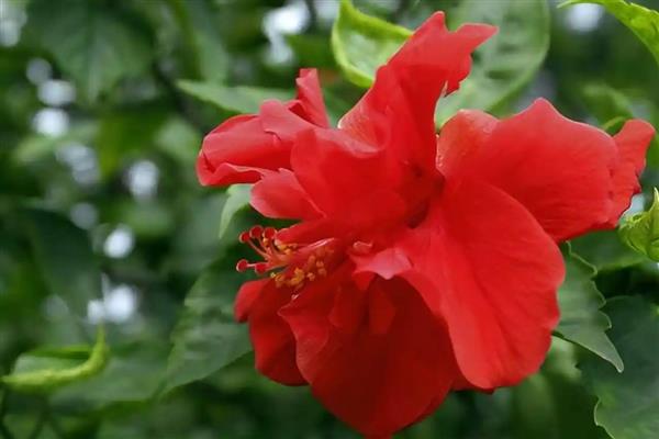 木槿花花骨朵发黄的原因，可能是光照不足所致