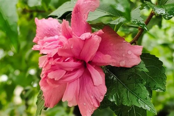 木槿花花骨朵发黄的原因，可能是光照不足所致