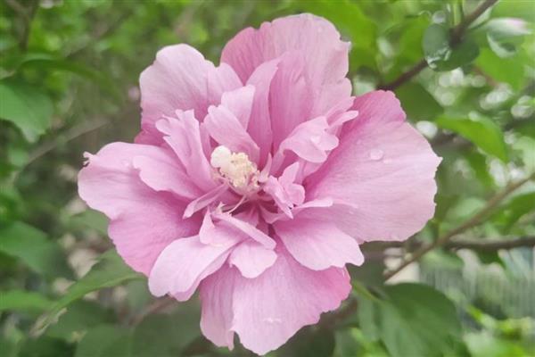 木槿花花骨朵发黄的原因，可能是光照不足所致