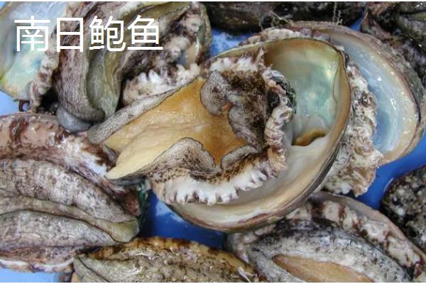 我国知名的鲍鱼产地，东山鲍鱼、连江鲍鱼、大连鲍鱼都有很高的知名度