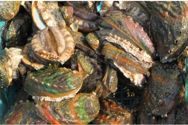 我国知名的鲍鱼产地，东山鲍鱼、连江鲍鱼、大连鲍鱼都有很高的知名度