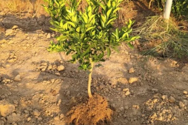 北方能不能种橘子树，可以栽培但产量和品质不如南方地区