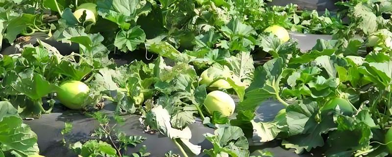 挑选甜香瓜的方法，成熟香瓜有一股浓郁香味