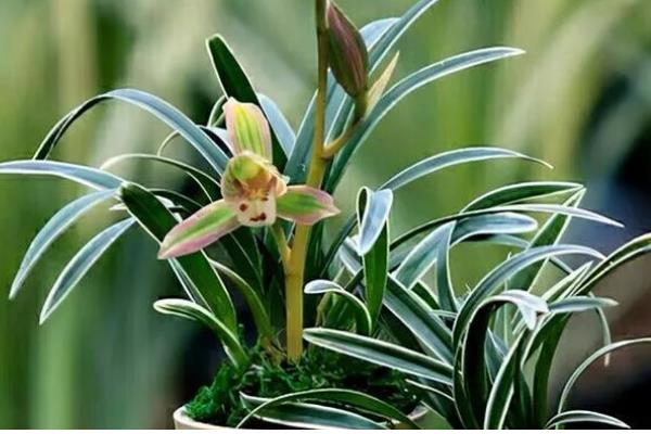 夏季怎么养护兰花,初夏每隔半个月追肥一次