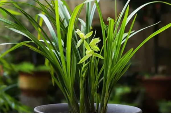 夏季怎么养护兰花,初夏每隔半个月追肥一次