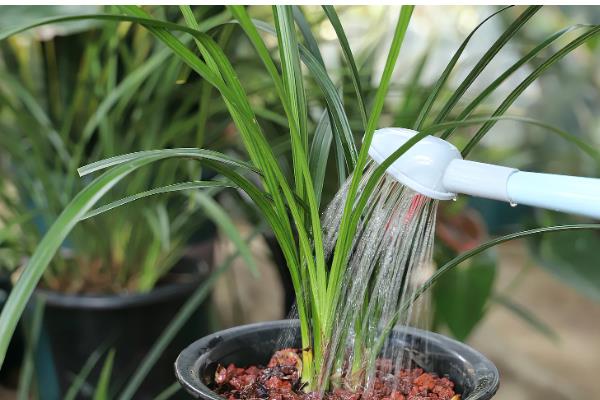 夏季怎么养护兰花,初夏每隔半个月追肥一次