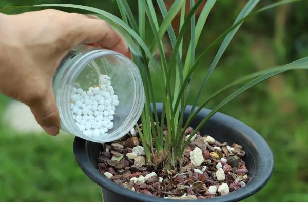 夏季怎么养护兰花,初夏每隔半个月追肥一次