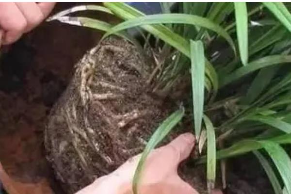 夏季怎么养护兰花,初夏每隔半个月追肥一次