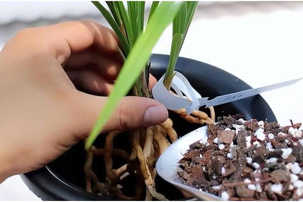 夏季怎么养护兰花,初夏每隔半个月追肥一次