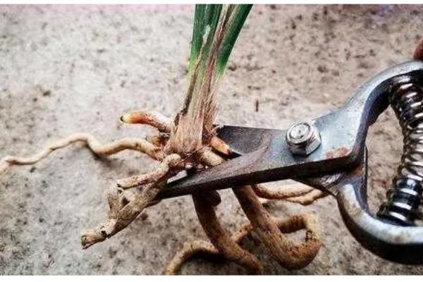 夏季怎么养护兰花,初夏每隔半个月追肥一次