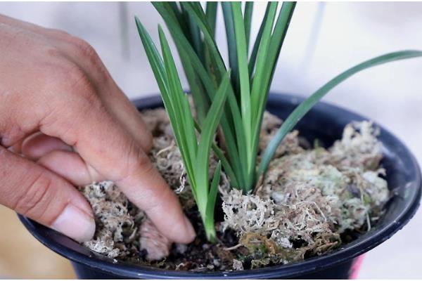 夏季怎么养护兰花,初夏每隔半个月追肥一次