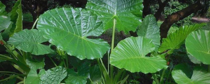 滴水观音有没有毒，毒素主要存在于汁液中