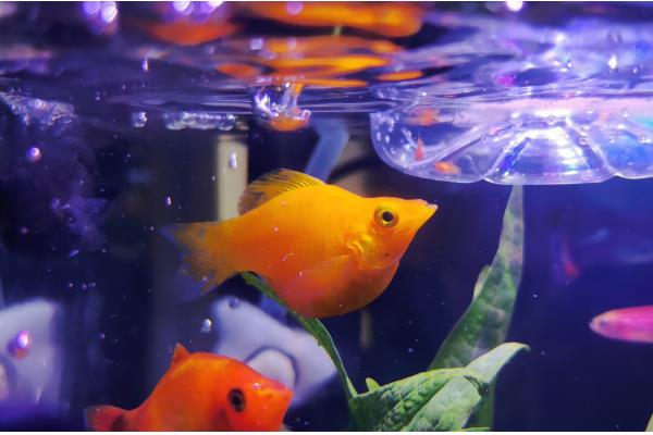 玛丽鱼吃油膜吗，可以吃油膜