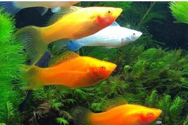 玛丽鱼吃油膜吗，可以吃油膜